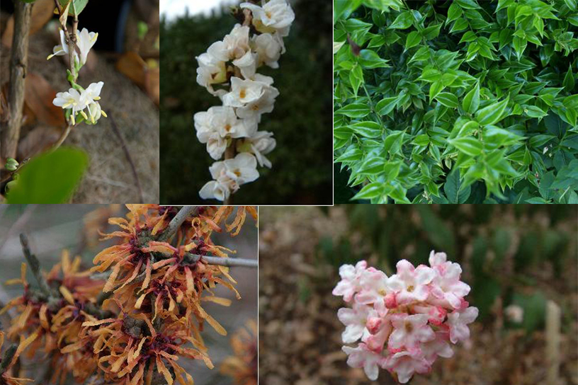 Vijf soorten winterbloeiers 